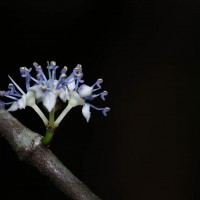Memecylon rostratum Thwaites
